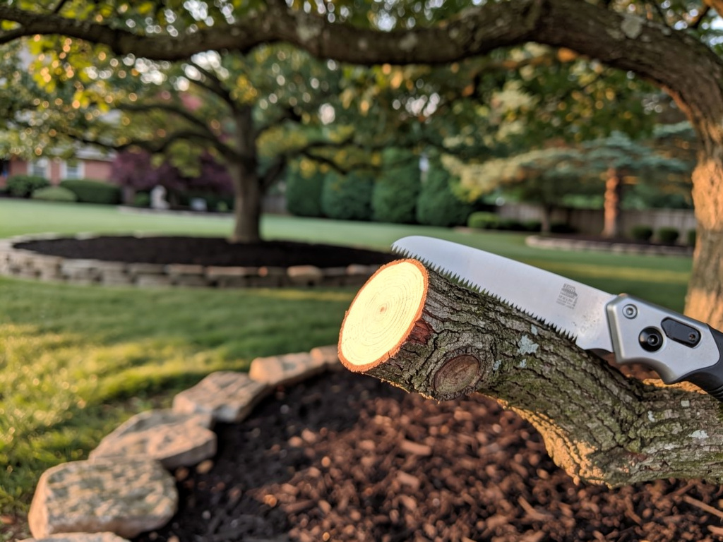 A close-up of a clean pruning cut on an oak branch with a handsaw resting nearby.